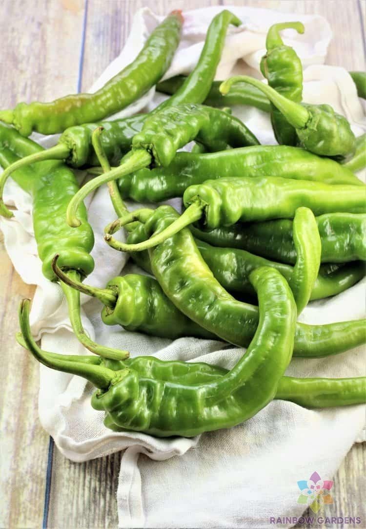 25+ Italian Long Hots Hot Pepper Seeds for Garden – USA – FREE SHIPPING!