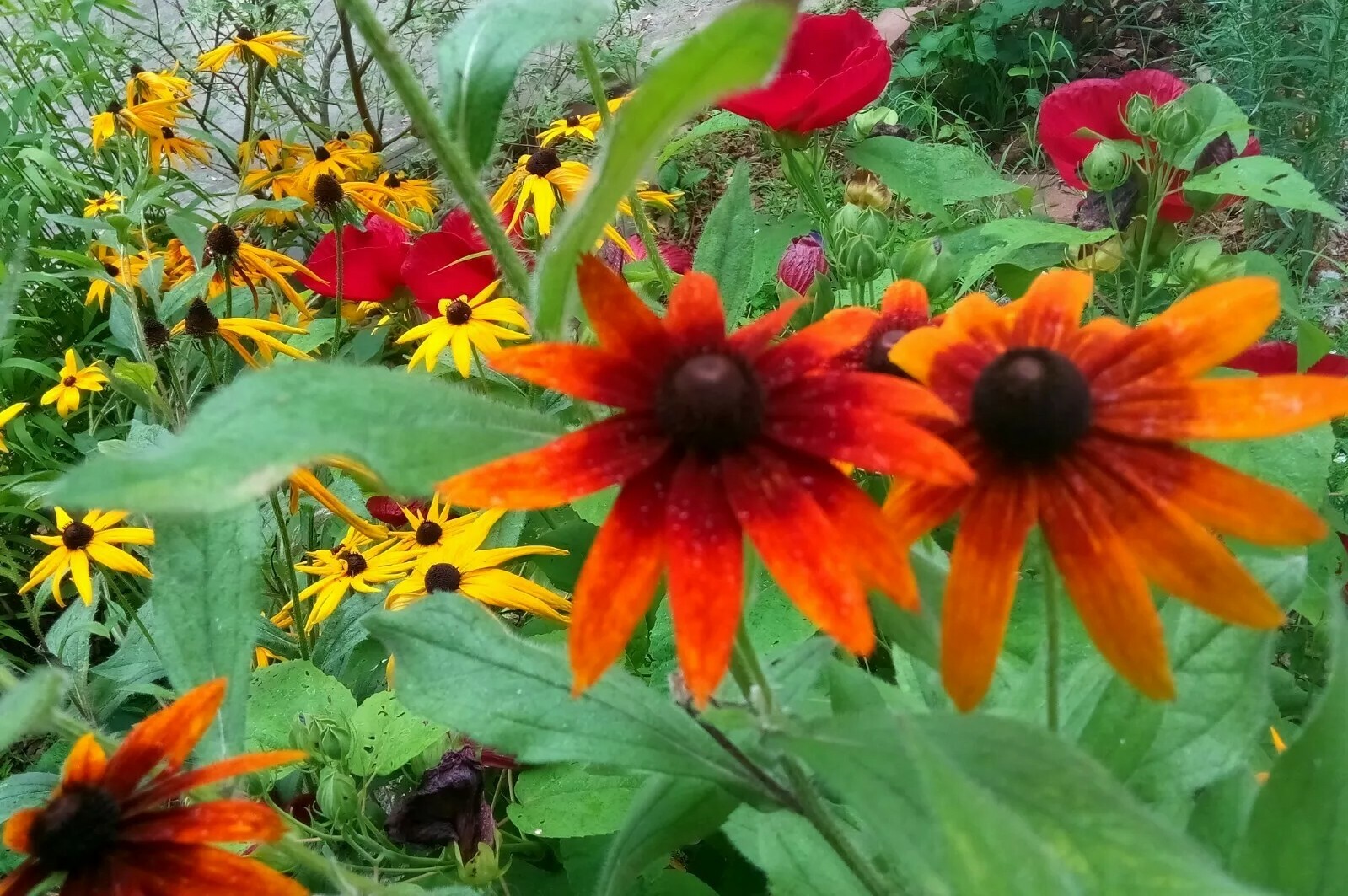 300+Native Perennial Large Daisy Seeds(Rudbeckia Hirta Gloriosa)Gold,Orange,Red.