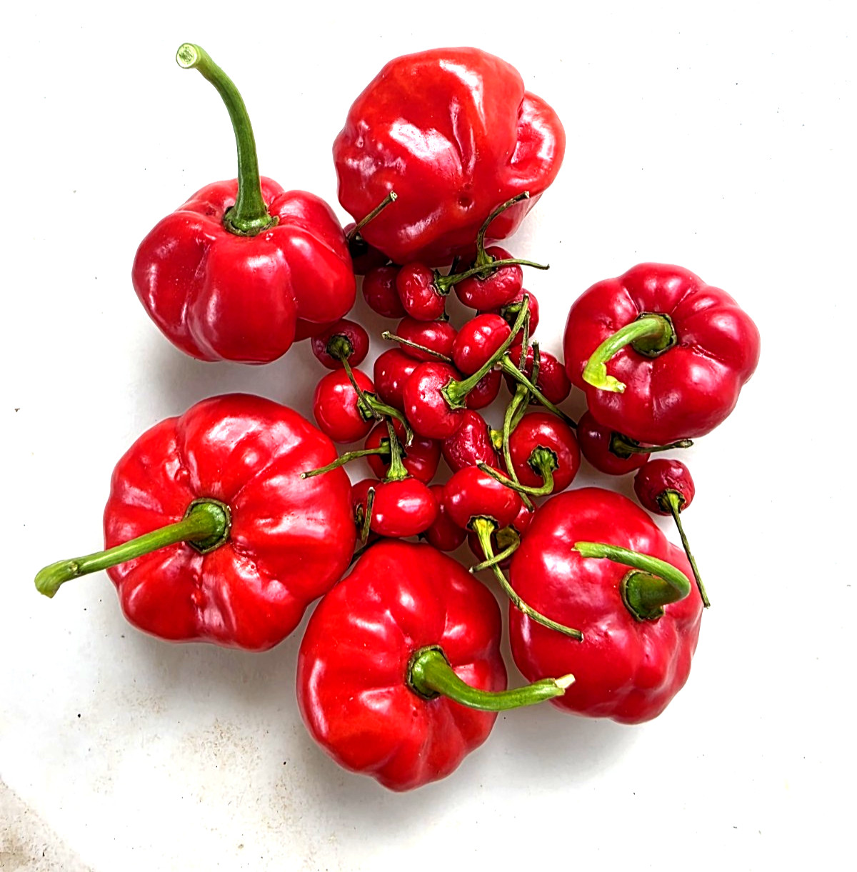 50 Seeds Combo Ají Dulce Grande + Ají Sabrosito, Puerto Rico, Sweet Pepper
