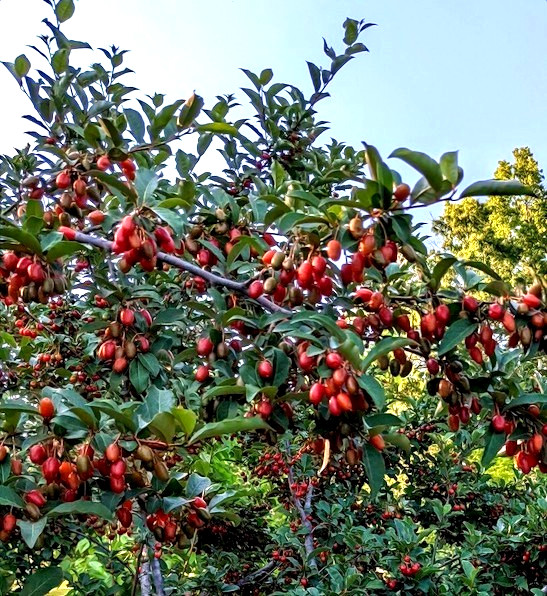 Goumi Berry Tree Seeds Elaeagnus multiflora Rare Hardy Cherry Silverberry Fruit