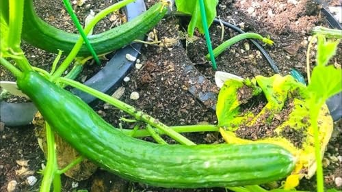 – English Telegraph Improved Burpless Cucumber (English Cucumber) 30+ Count