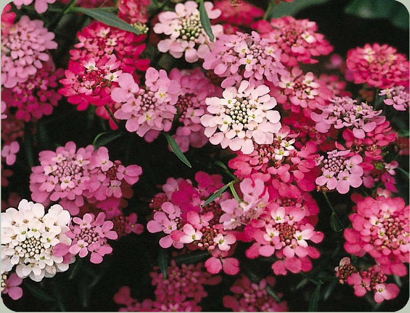 325 SEEDS – candytuft PERENNIAL white pink GroCo USA – BUY 15-SHIPS FREE
