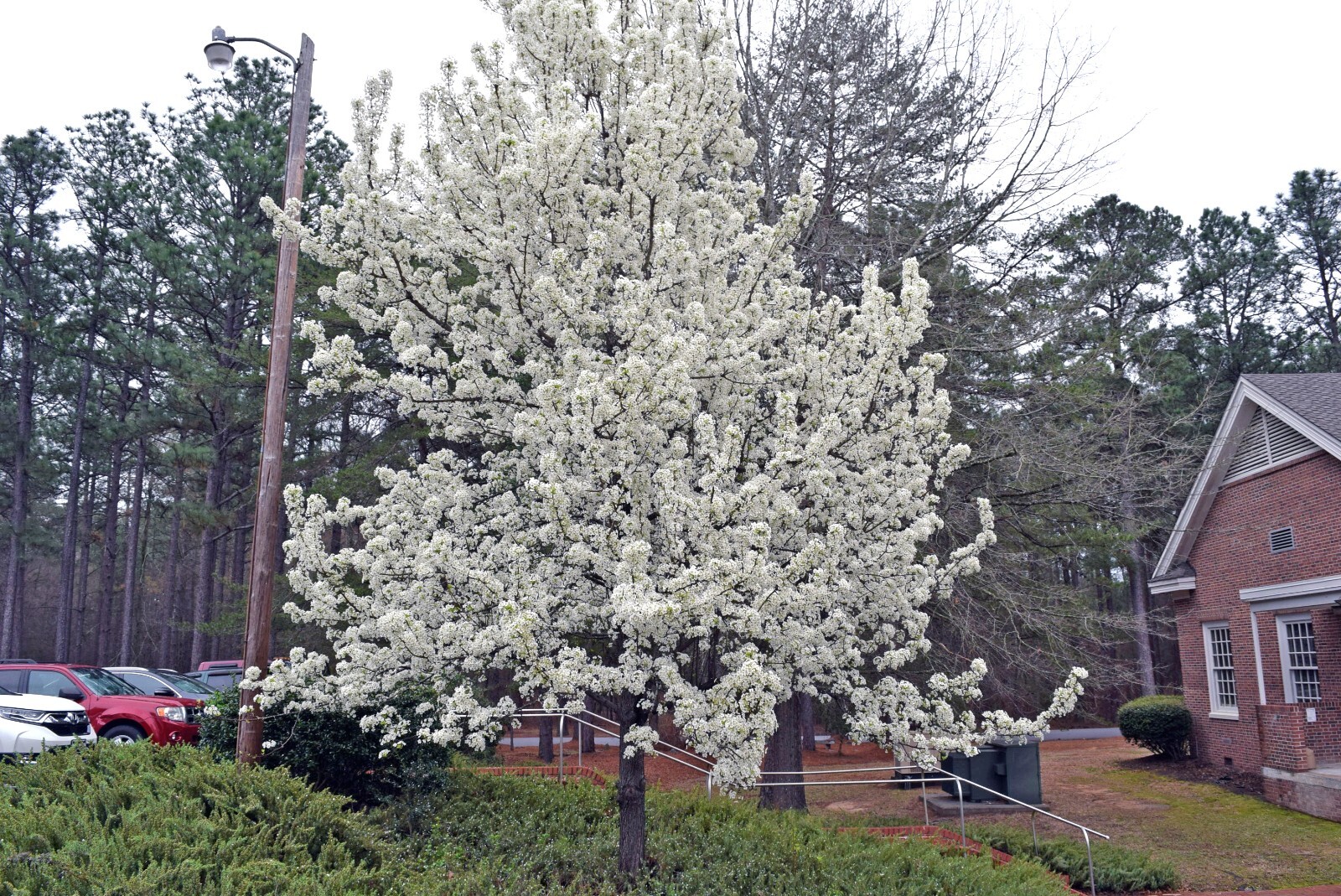 Bradford Pear Tree Seeds (Pyrus calleryana) “Callery” Fast Cold Hardy to Zone 4