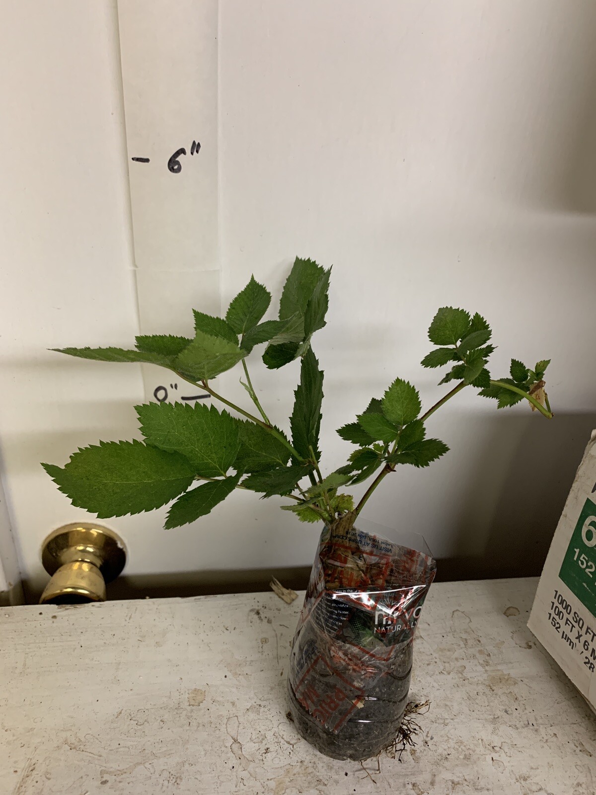 Blackberry – ‘Natchez’ thornless – Rubus fruticosa 1 year old plant