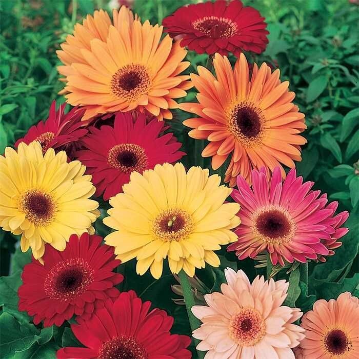 200+ California Giants Mix Gerbera Daisy Seeds for Garden – USA – FAST SHIPPING!
