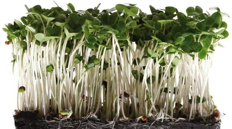 Broccoli Seeds for Sprouting Microgreens “COOL BEANS n SPROUTS”