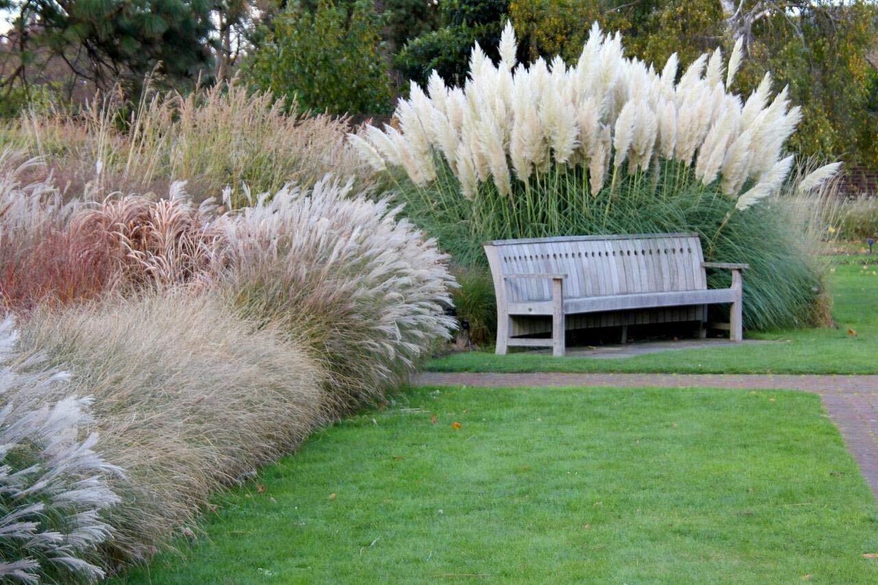 Giant White Pampas Grass Seeds – 100 Seeds – Ornamental Grass for Landscaping or