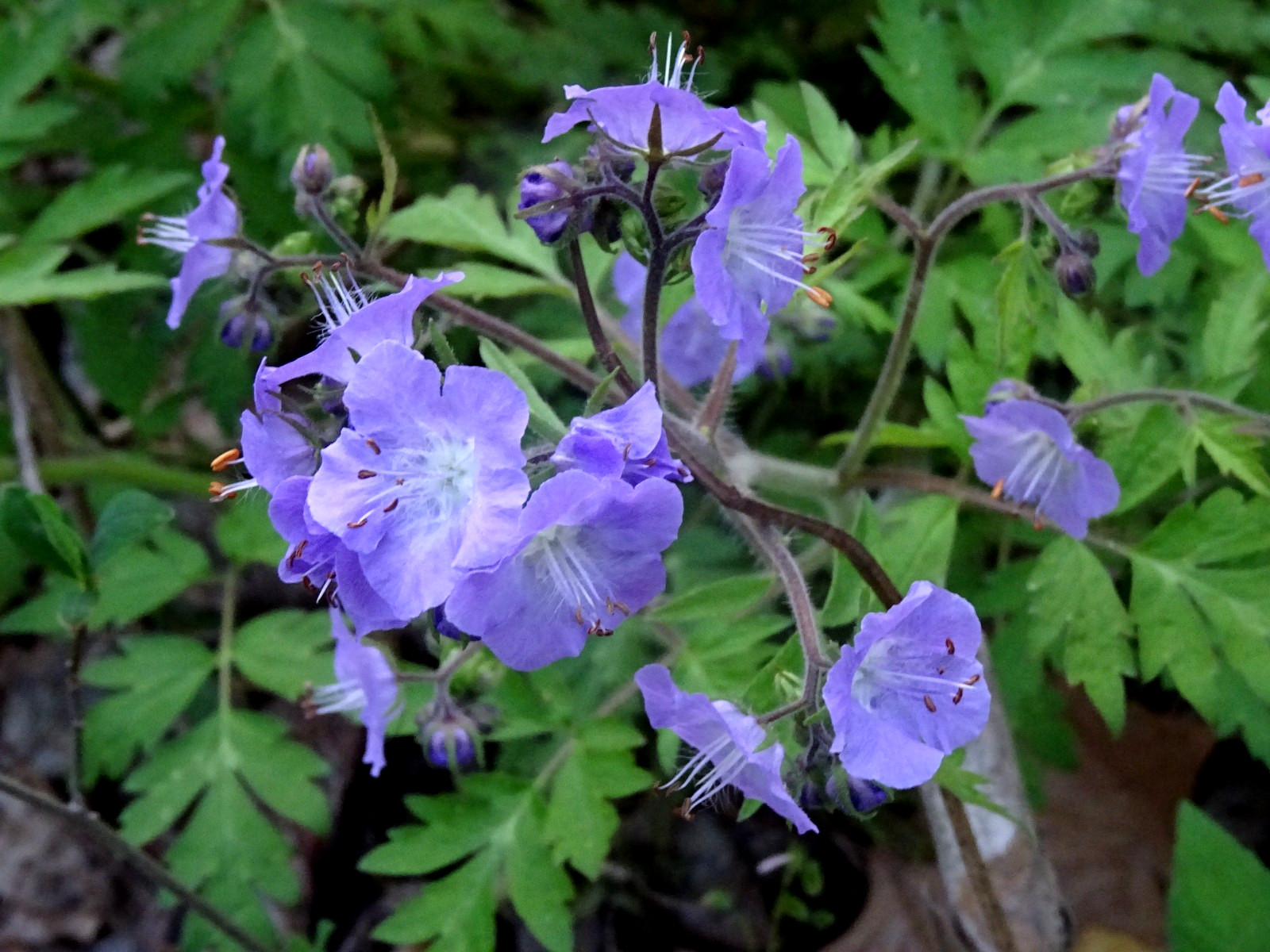 Phacelia bipinnatifida Fernleaf Phacelia Native biennial 20 seeds from 2025 RARE