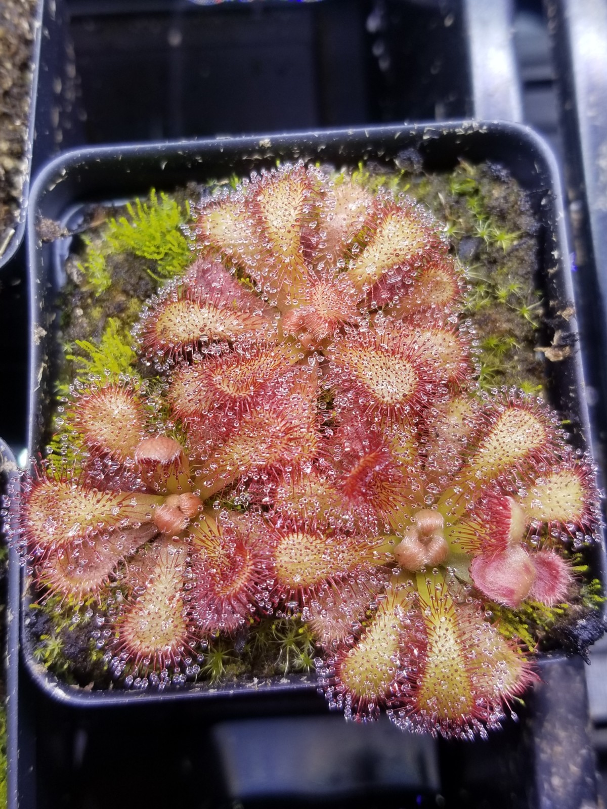 Drosera venusta Seeds – Carnivorous Sundew Plant – Very easy to grow!