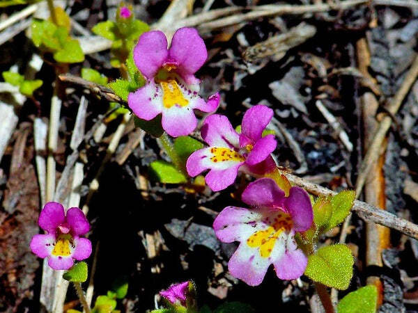 Mimulus tricolor | Monkey Flower | 20 Seeds