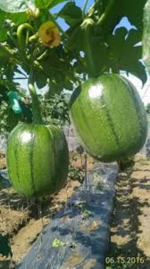 10 Taiwan APPLE LUFFA Hybrid Seeds; 蘋果絲瓜 very sweet can be eaten raw; from 農友種苗