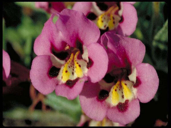 Mimulus tricolor | Monkey Flower | 20 Seeds