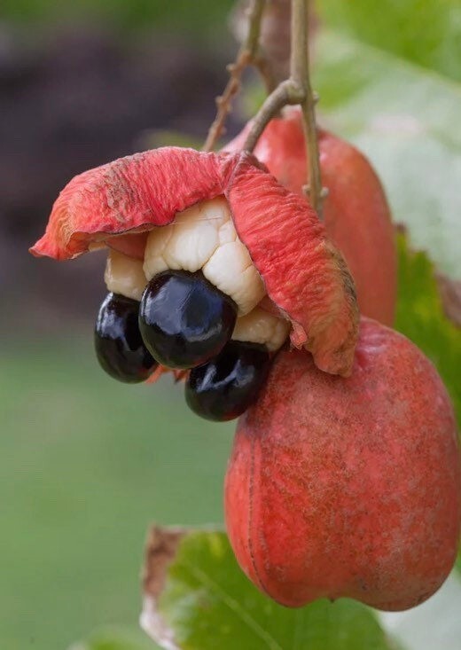 1 plant Ackee (Blighia sapida) 1 year old 6-12 inches tall