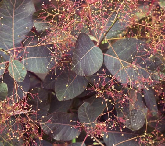 Purple Smoketree, Cotinus coggygria atropurpurea, Seeds