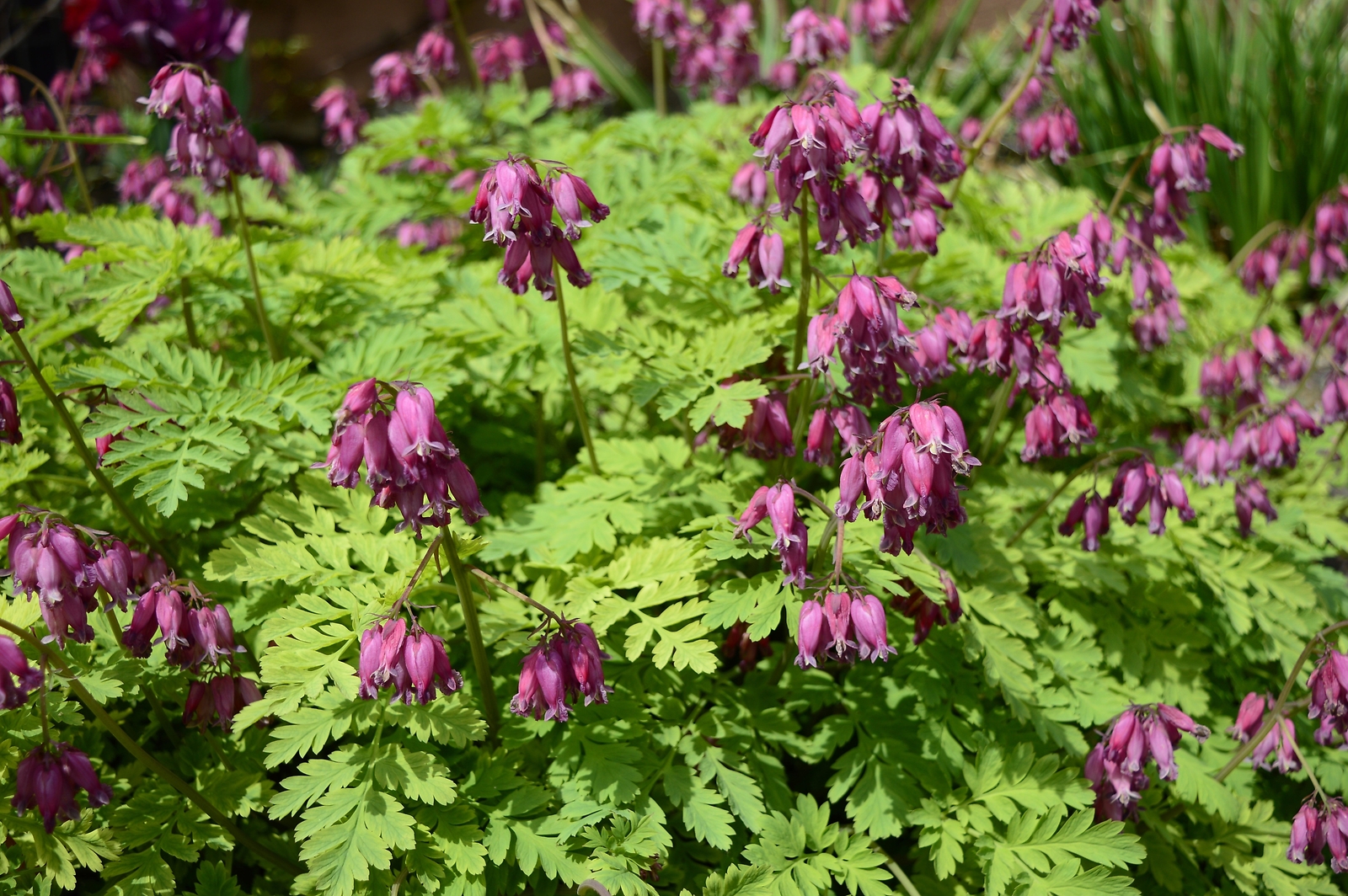 10 BLEEDING HEART – PINK Old Fashioned Dicentra Formosa Shade Flower Seeds