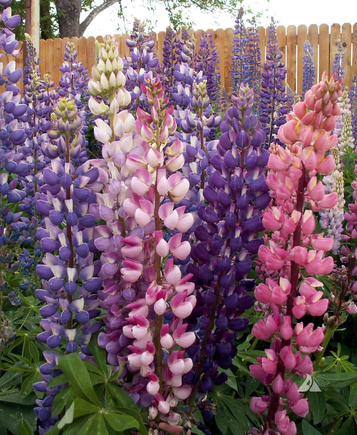 1/2 oz, 500+ seeds Russell Lupine Perennial Mixed Colors Lupinus Polyphyllus