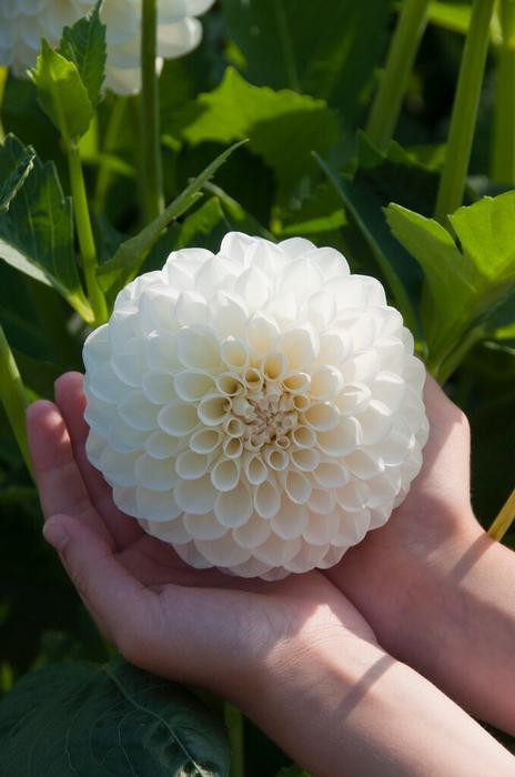 1 – Bolom Boom White Ball Dahlia Flower Bulb Tuber