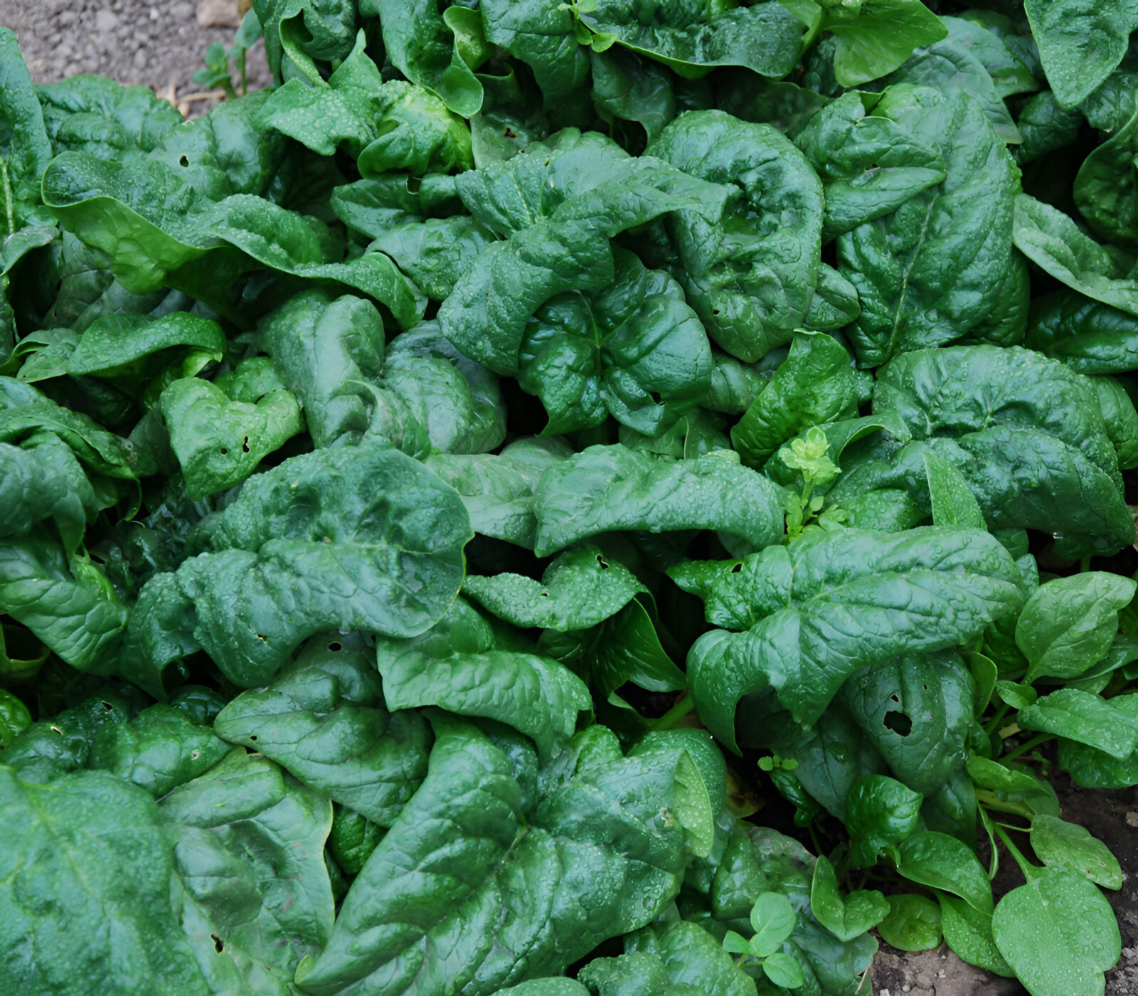 150 Heirloom American Spinach Seeds Fast Growing, Non-GMO, Home Garden Favorite