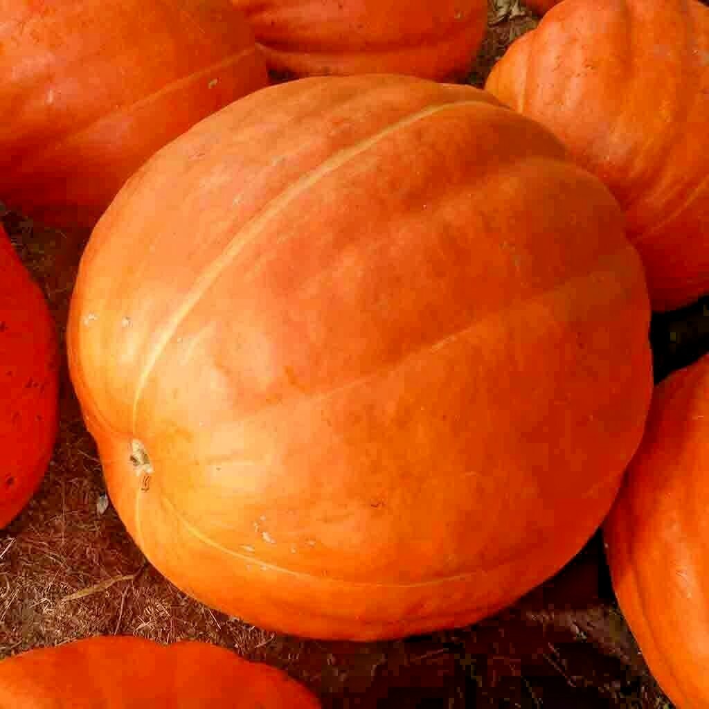 30 PUMPKIN BIG MAX SEEDS GIANT PRIZE WINNING GARDEN HEIRLOOM NON-GMO SQUASH USA