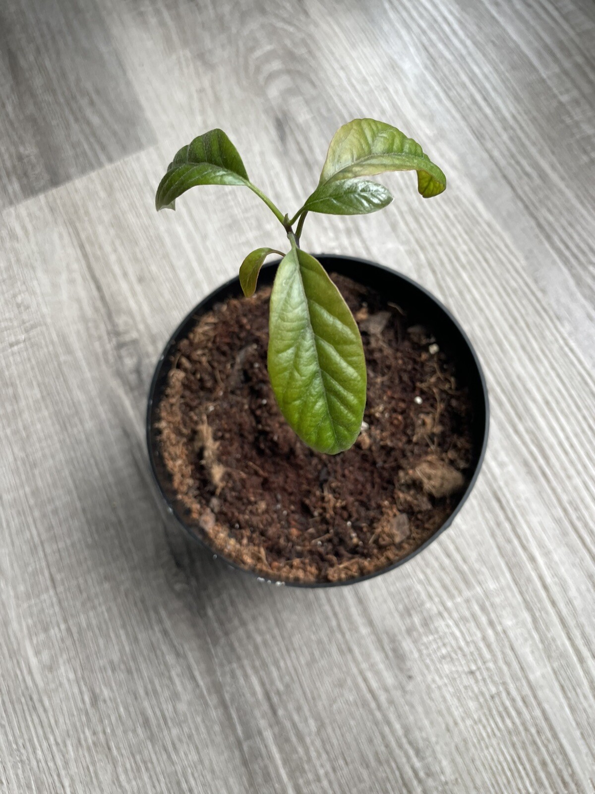 Avocado Plant
