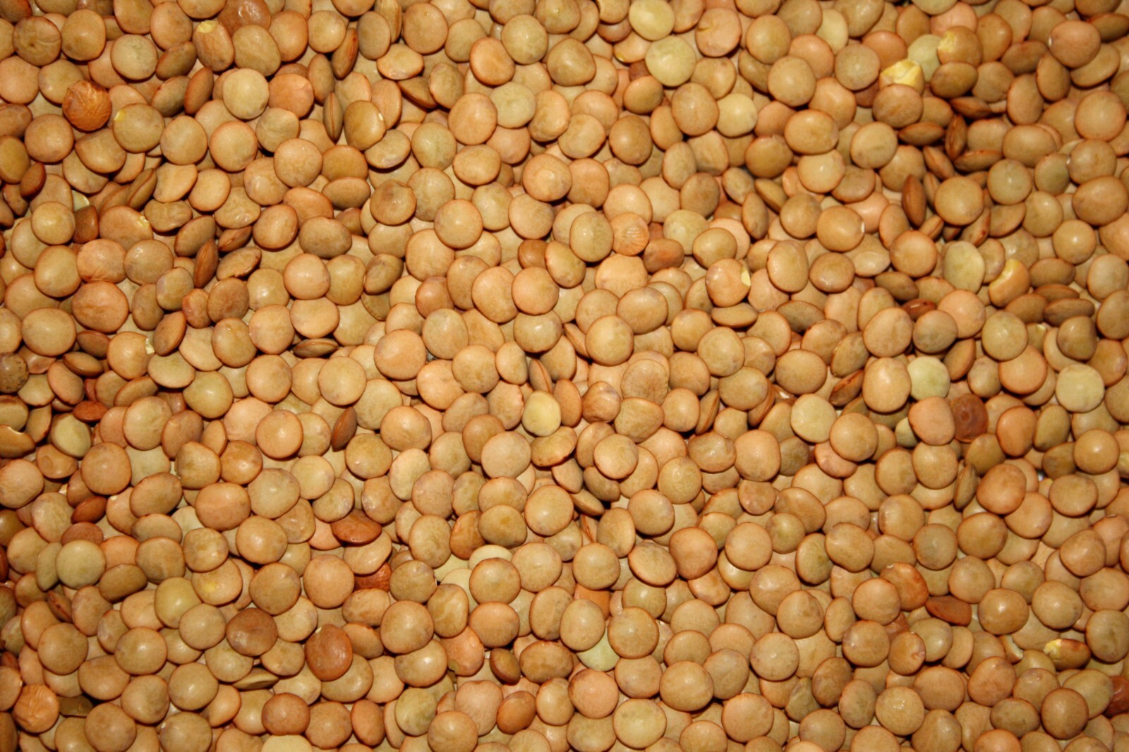 100 Lentil Seeds
