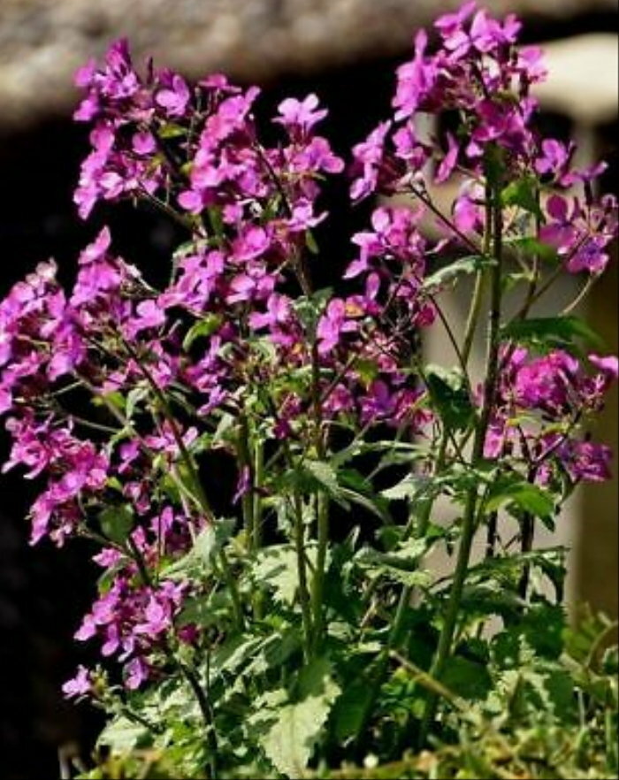 100 SILVER DOLLAR COIN FLOWER PURPLE LUNARIA SEEDS HARDY ANNUAL