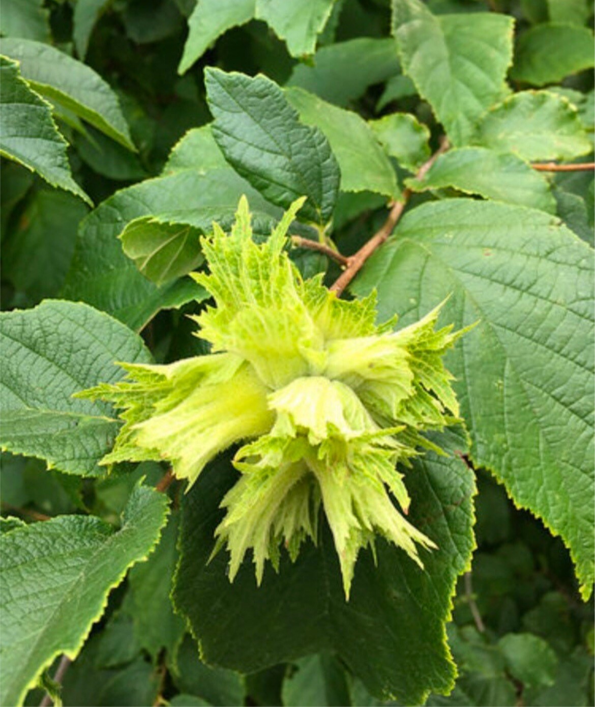 8-12” tall Hazelnut plant (Corylus Americana) 1-2 years old