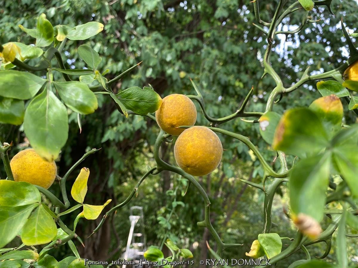 BULK SEEDS!…Poncirus trifoliata ‘Flying Dragon’…Trifoliate Ora…QTY/bag=50
