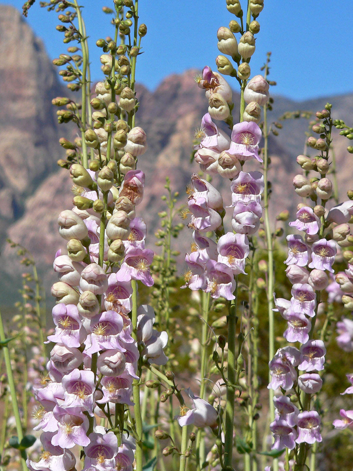 300 PALMERS PENSTEMON (Beardtongue / Balloon Flower) Penstemon Palmeri Flower Se