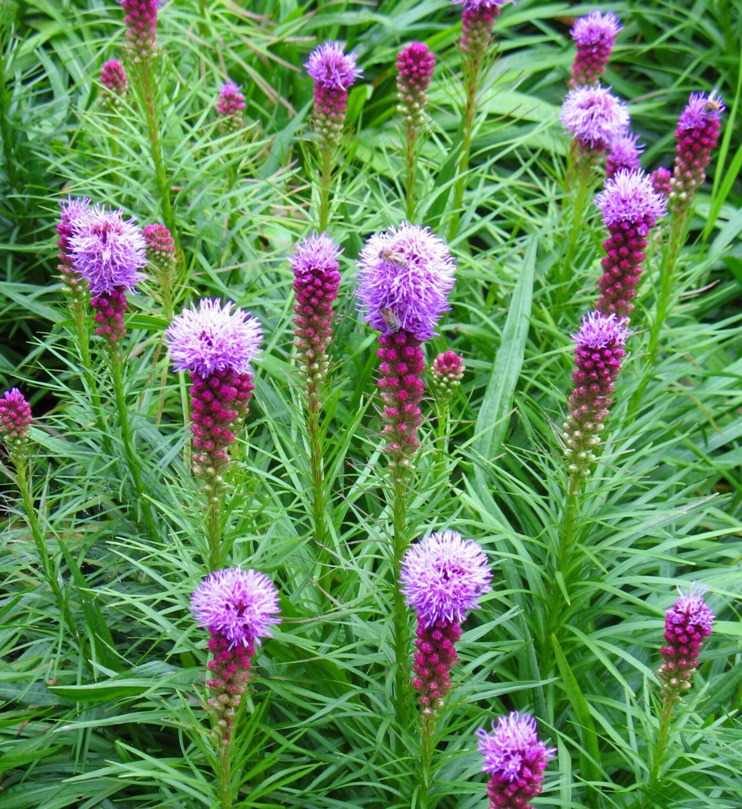 Marsh Blazing Star (Liatris spicata) PA Ecotype 70 Seeds