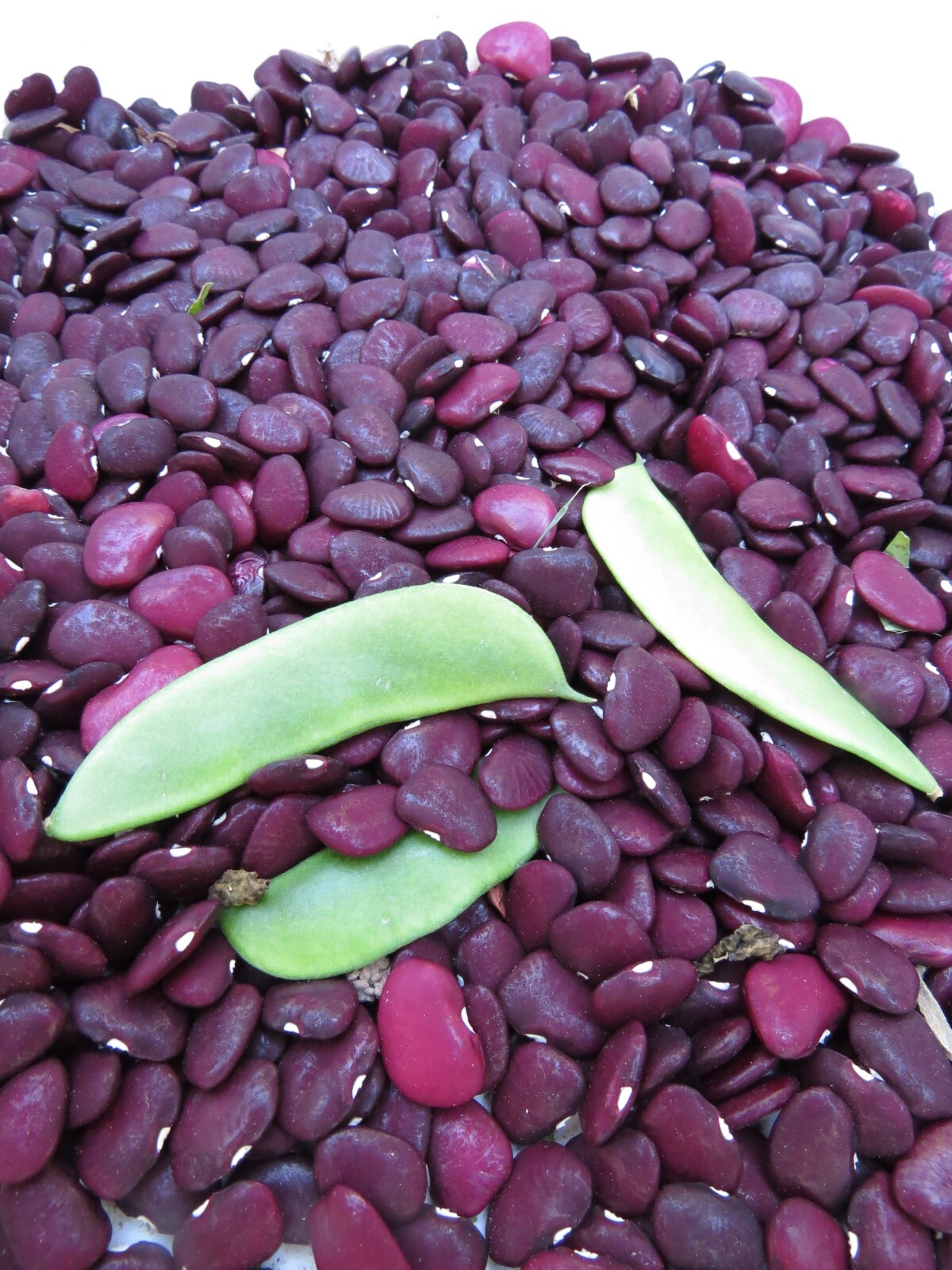 Worchester Indian Red Pole Lima -wild production and flavor!
