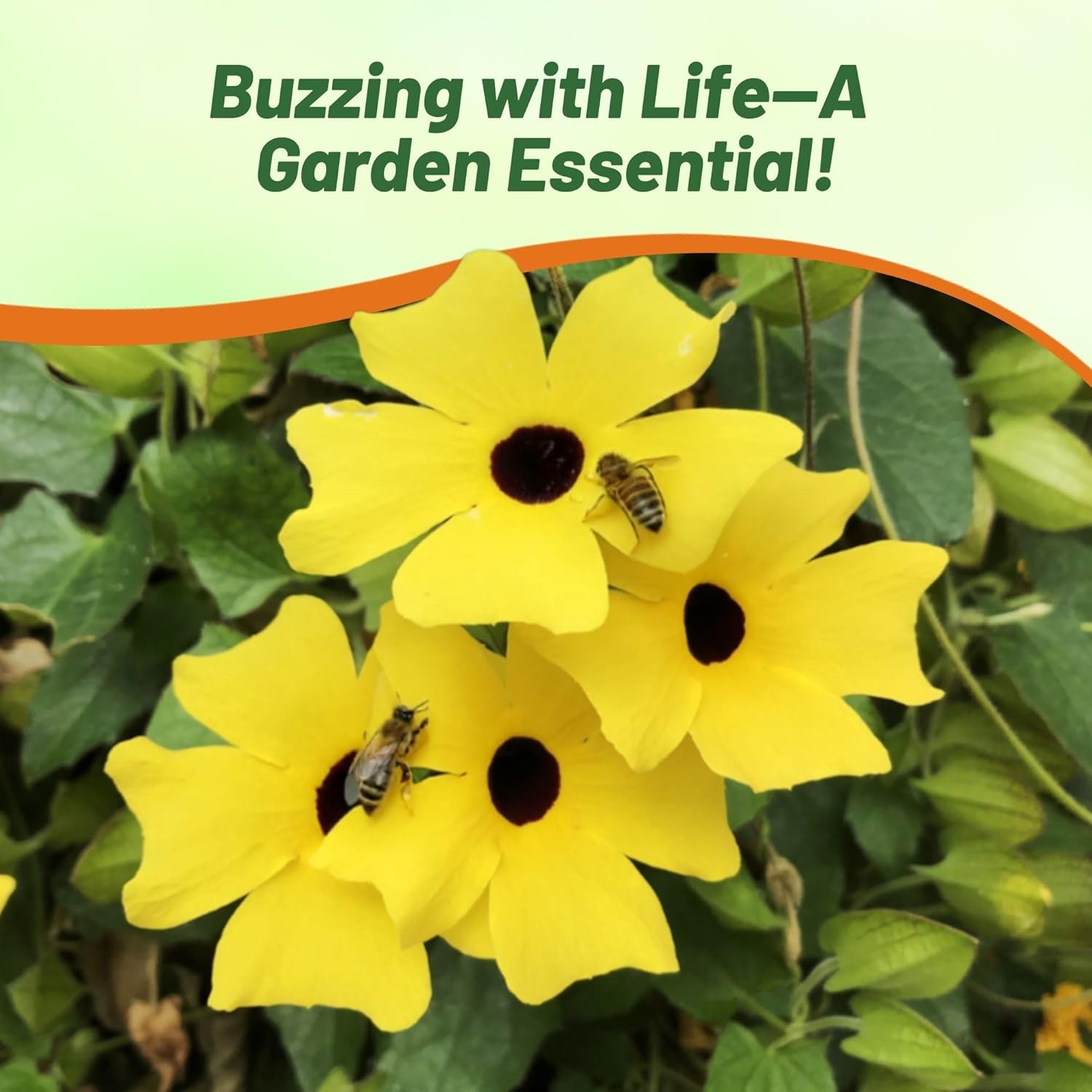 100 Seeds Thunbergia Seeds – Yellow Black Eyed Susan Vine Flower Seed