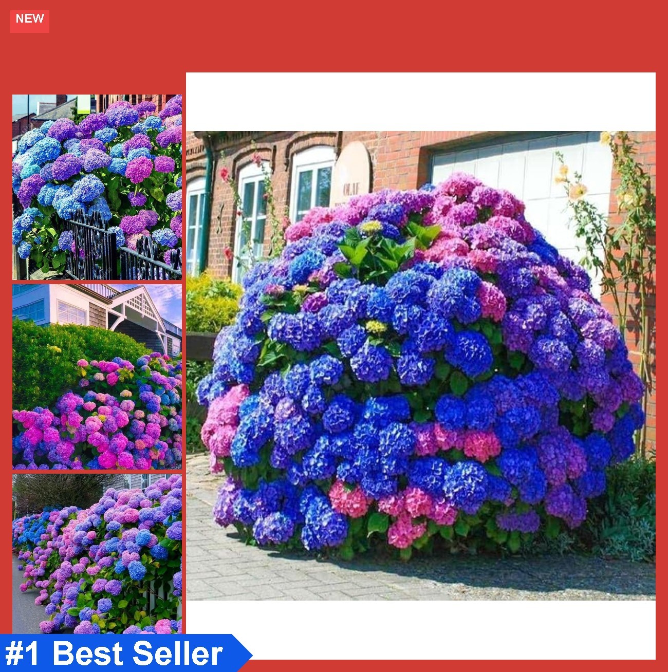 Hydrangea Seeds Mix 35 Count Blue Pink Purple Perennial Flowers Garden Blooms