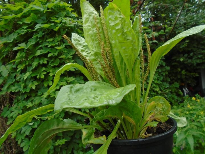 Broadleaf Plantain Plantago major seeds (1000 seeds!) Alaska USA wild harvested