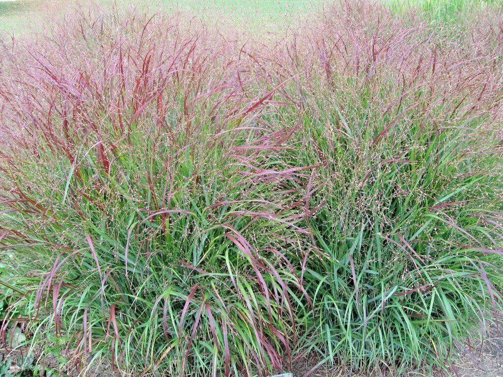 1001+SWITCHGRASS Seeds Native Tall Grass Prairie Ornamental Perennial Fast Easy