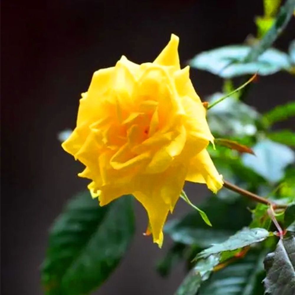 20 ROSE FLOWER SEEDS rare exotic plant garden for bud stratification/germination