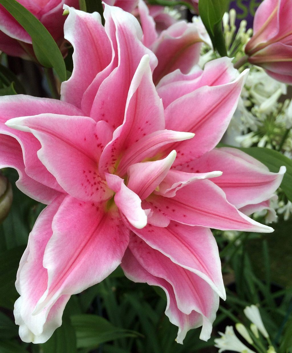 Lily Flower Bulbs 4 Rose Lilys Mixed Flowers Roselily Butterfly Garden Plants