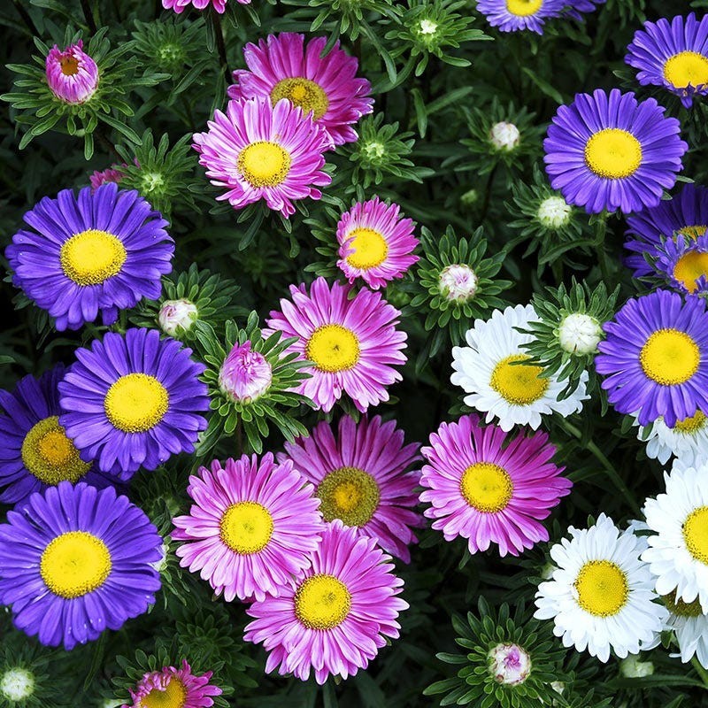 800 Rainbow Mix Aster Seeds | NON-GMO | Heirloom | Fresh Flower Seeds