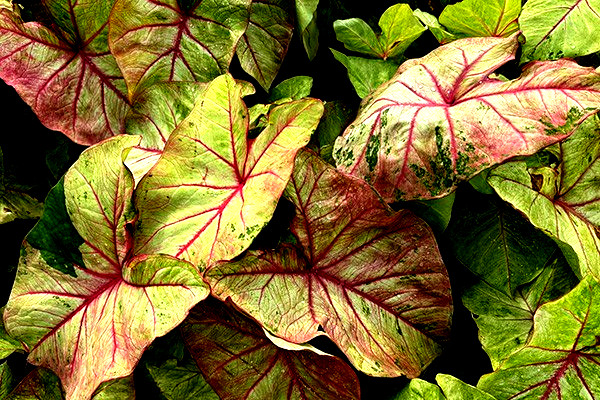 AUTUMN BEAUTY 1 BULB direct from Florida Plantation