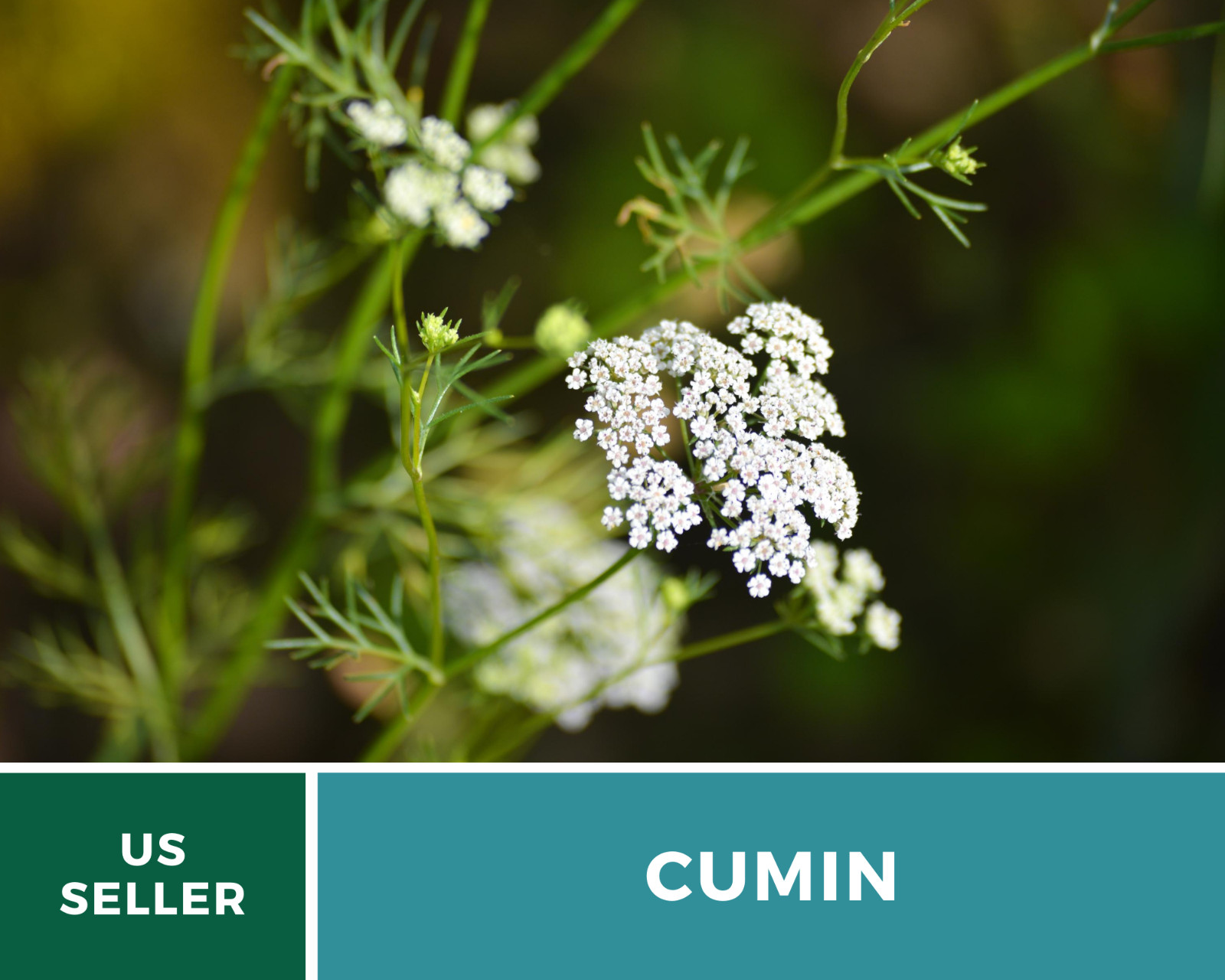 Cumin – 100 Seeds – Medicinal & Culinary Herb – Heirloom – Non GMO