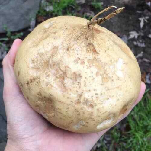 20 Jicama Seeds Vegetable Mexican Yam Bean Root, Hột củ sắn, 2024 NON – GMO