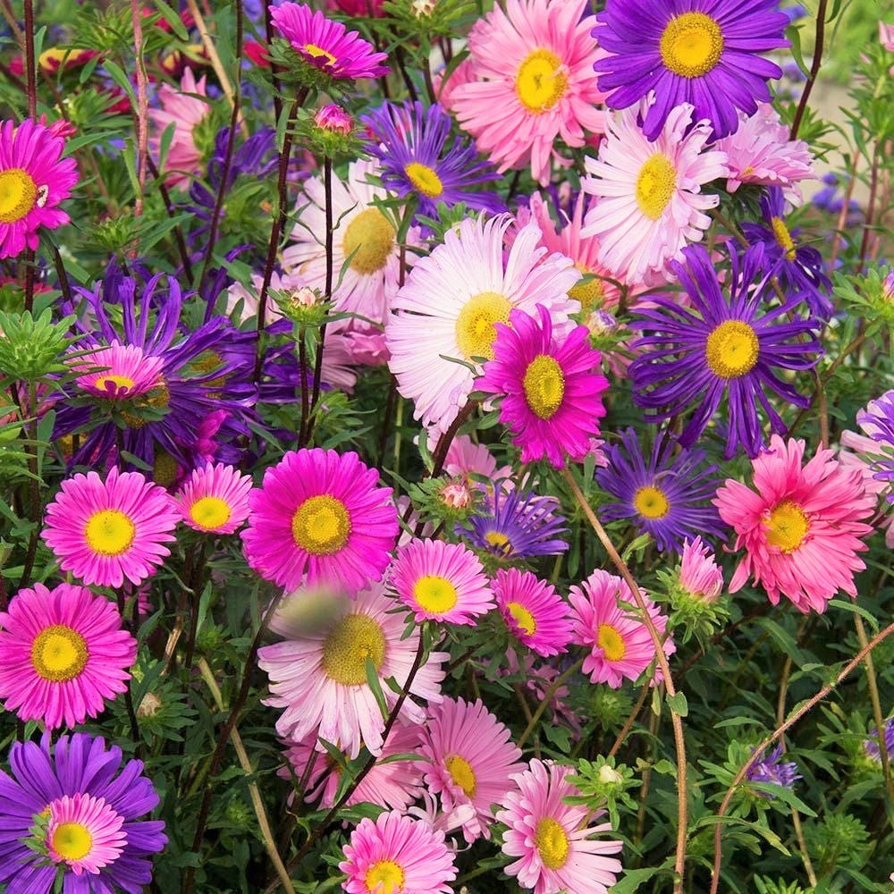 Single Mix China Aster Seeds | Callistephus Chinensis Daisy Cut Flower Seed 2024