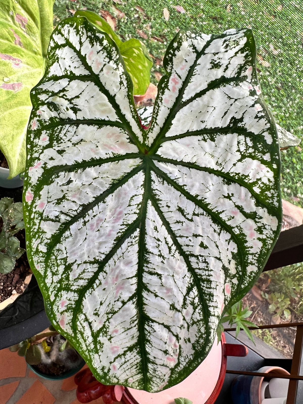 White Christmas Caladium (2 Bulbs)