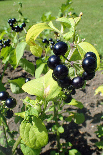 Solanum scabrum | Garden Huckleberry | 10 Seeds