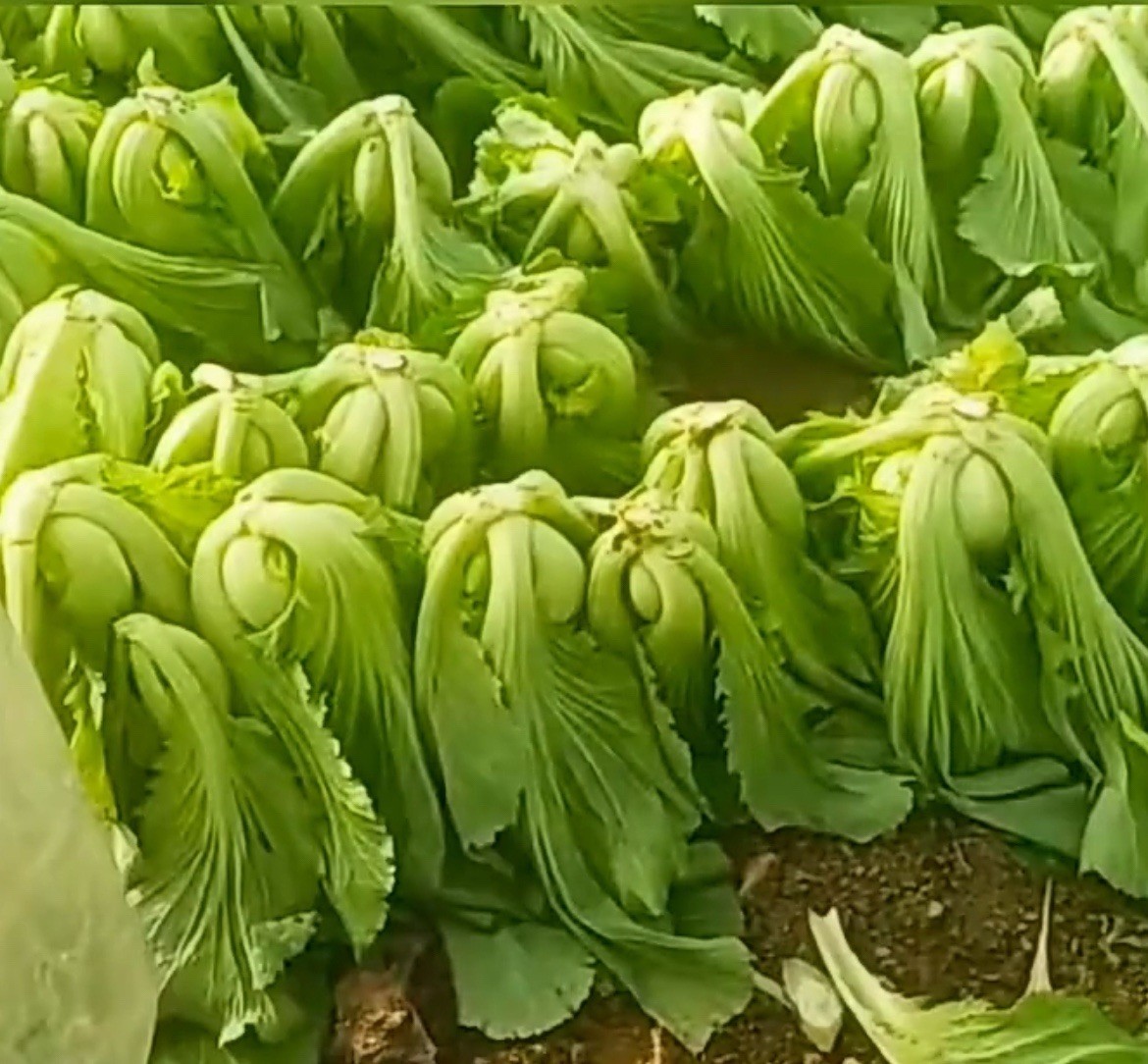 500+Giant Asian Mustard/Shuidong Gai Choi/Green Vegetable Seeds. 500多粒包心芥大叶水东芥种子