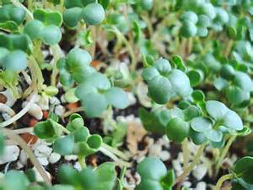 Non-GMO Broccoli Seeds for Sprouting Sprouts Microgreens – Broccoli Sprouts