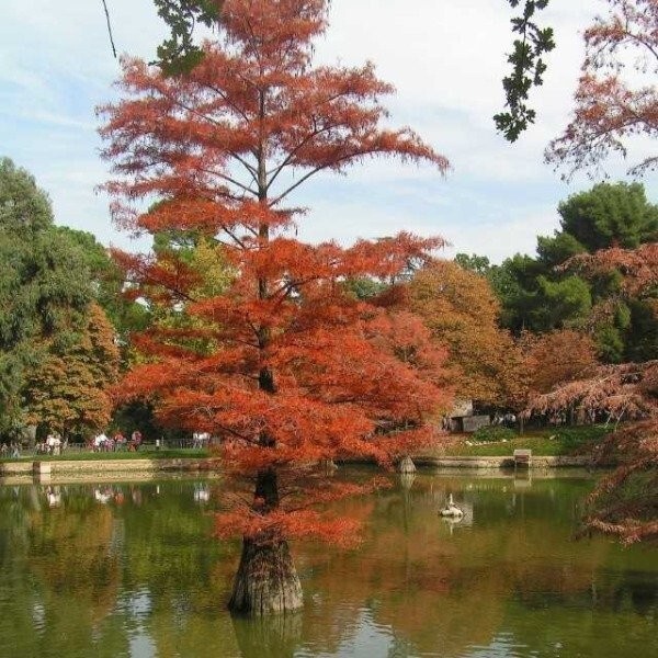 Southern Bald Swamp Cypress Tree Seeds Taxodium distichum Fast Fall Colors Hardy