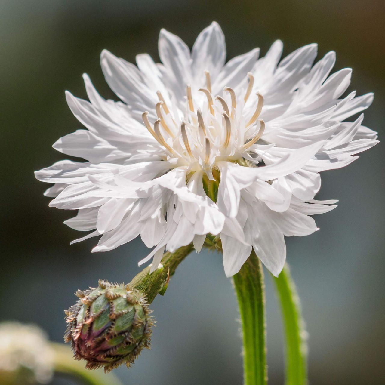 300 Tall White Bachelor Button (Centaurea cyanus) Seed