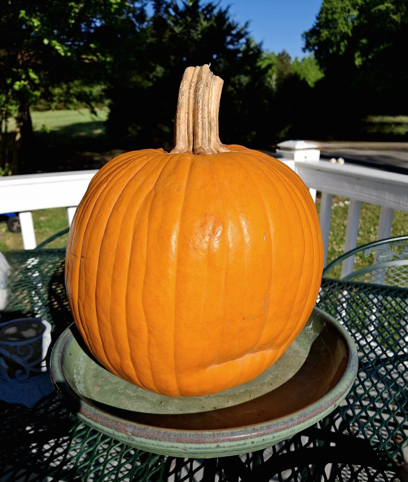 15 seeds Connecticut Field Pumpkin Non GMO Heirloom Seeds grown since 1722