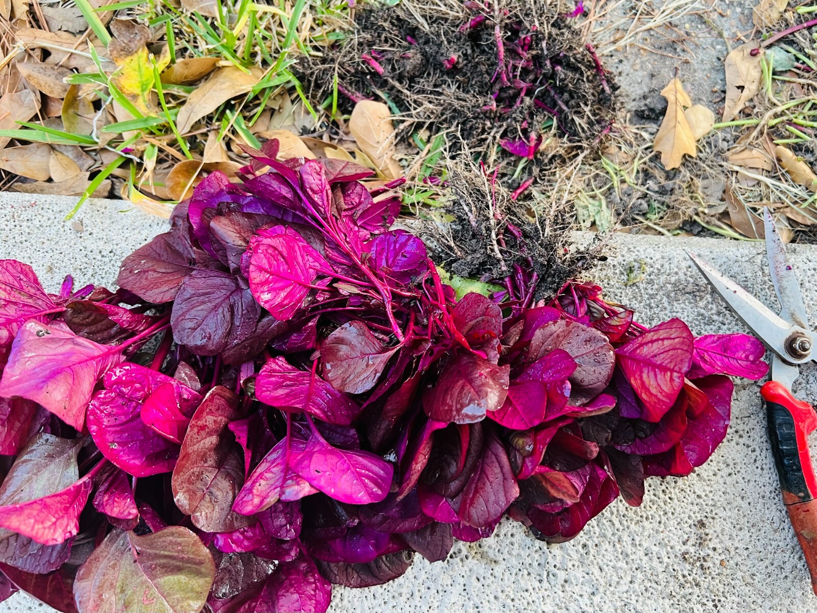 Non-GMO Asian Vegetable Red Amaranth Seeds（全红苋菜）300+Seeds 2023NEW!